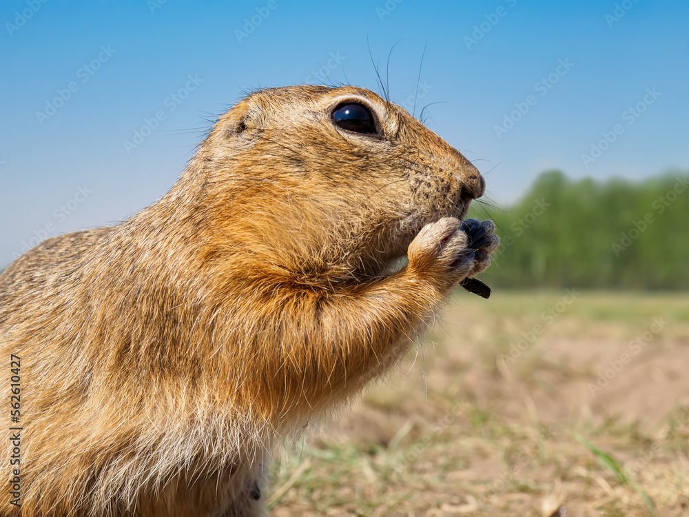 草地上的Gopher正在吃向日葵种子。特写