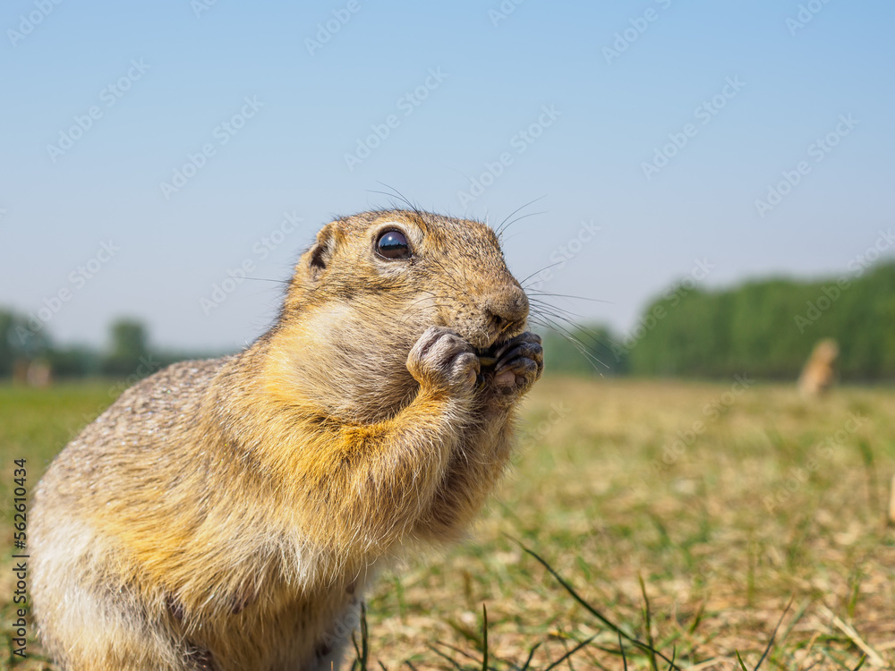 草地上的Gopher正在吃向日葵种子。特写