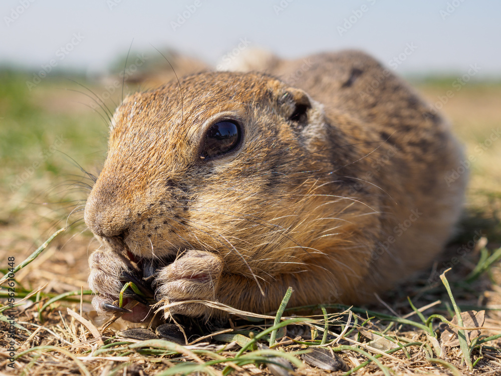 Gopher on the grassy lawn is eating sunflower seeds. Close-up