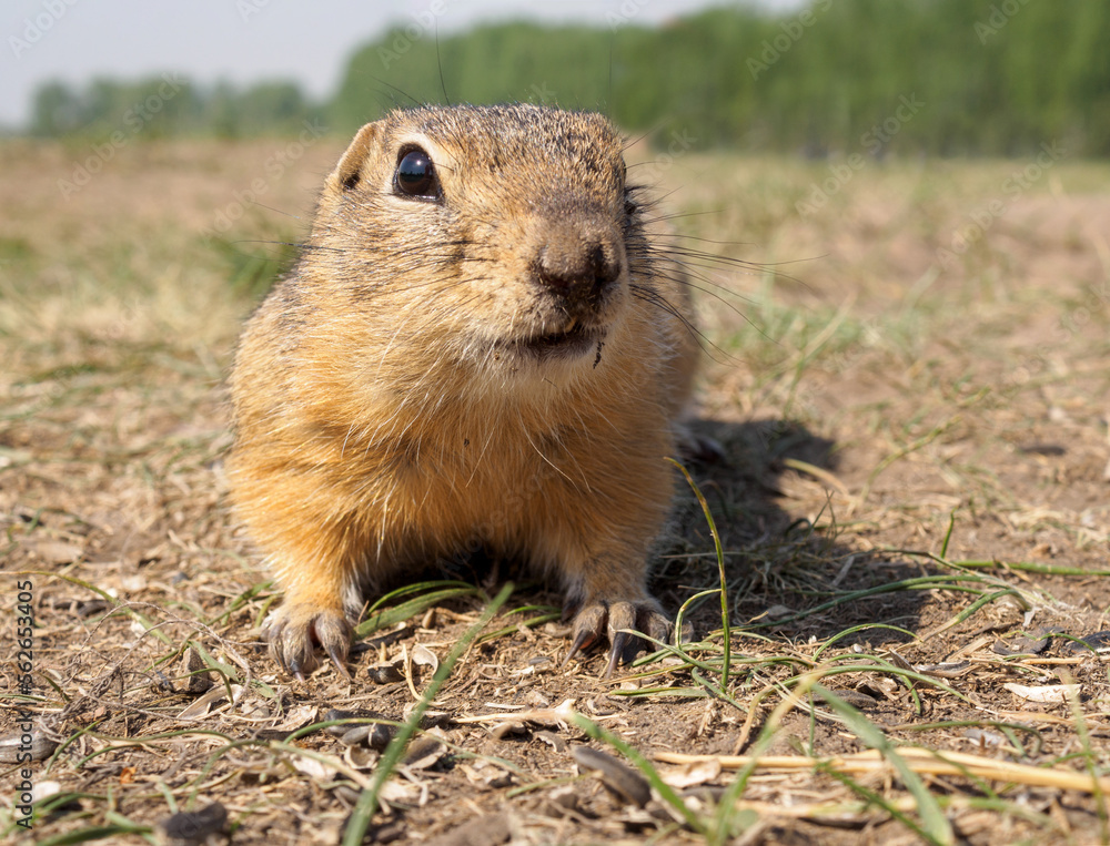 Gopher on the grassy lawn is looking at the camera. Close-up