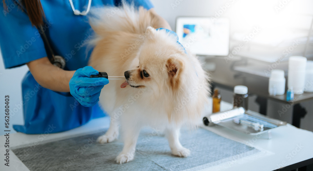 波美拉尼亚犬在预约期间注射疫苗