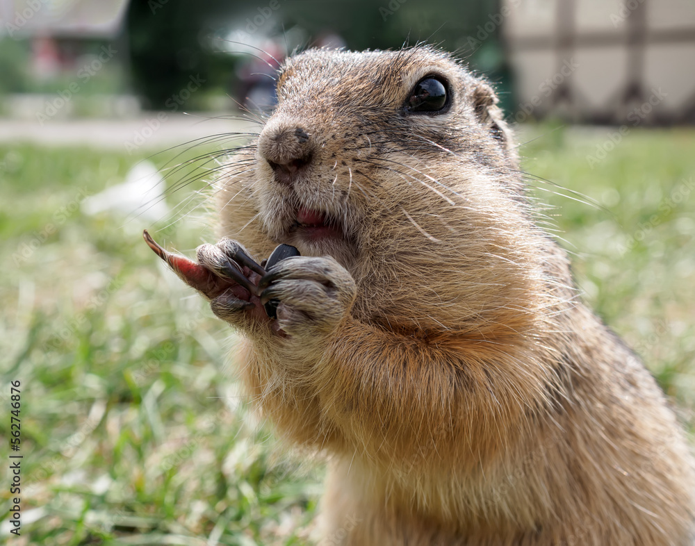 Gopher on the grassy lawn is looking at the camera. Close-up