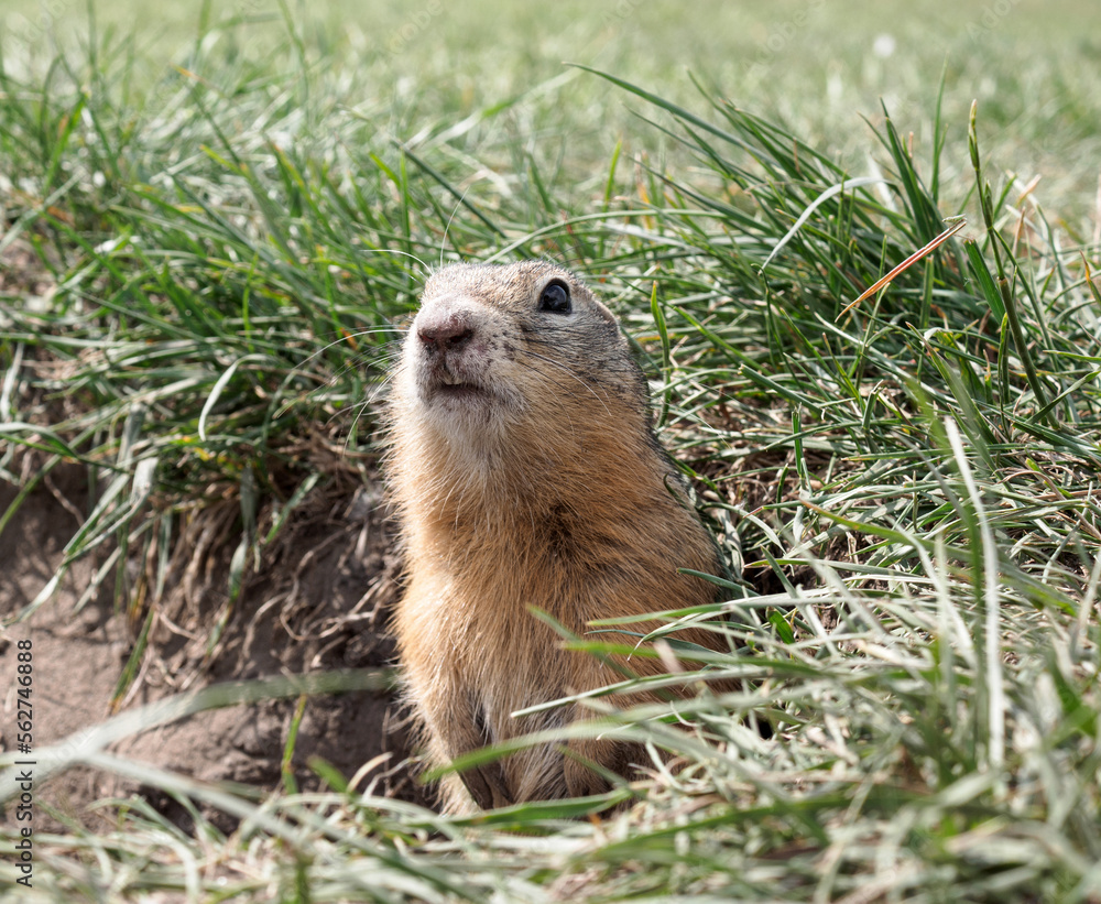 草地上的Gopher正在看着镜头。特写