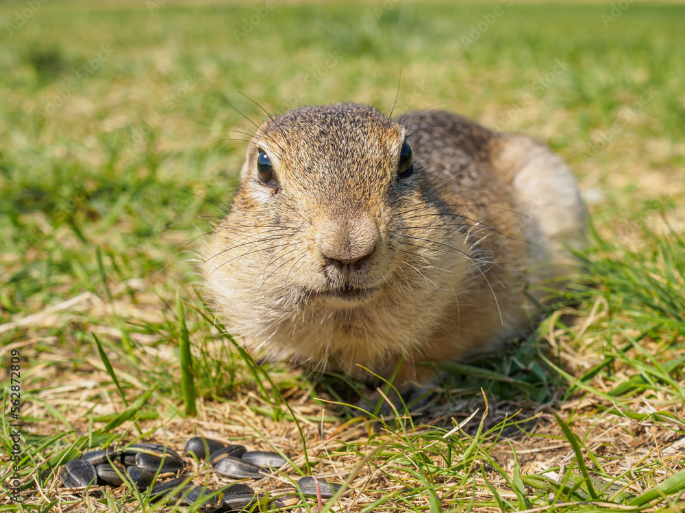 草地上的Gopher正在看着镜头。特写