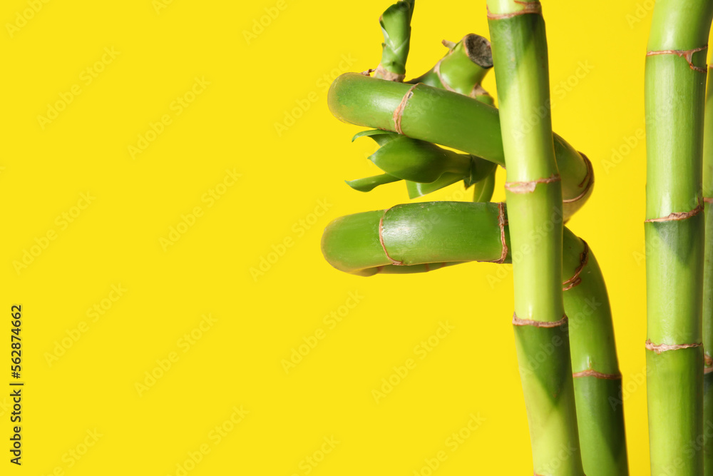 Bamboo stems on yellow background, closeup