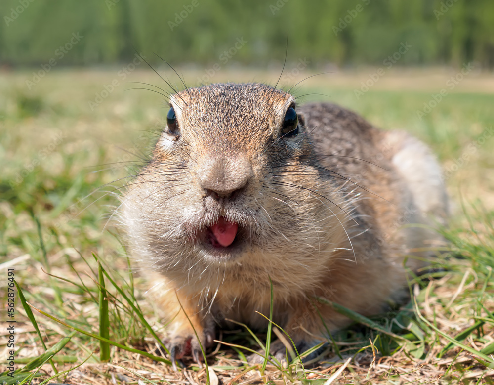 草地上的Gopher张着嘴看着镜头。特写