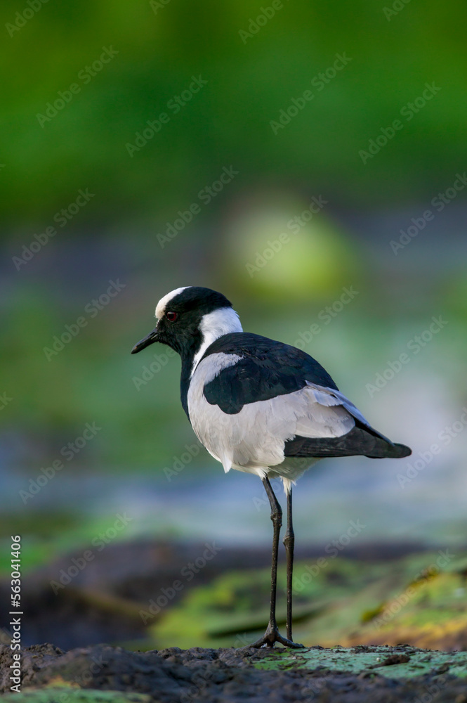 水坑边缘湿地中的铁匠垂翅或鸻（Vanellus armatus）。Mashatu，否