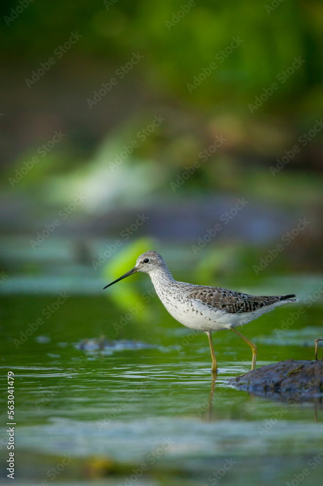 Marsh sandpiper (Tringa stagnatilis) in a wetland next to a waterhole. Mashatu, Northern Tuli Game R