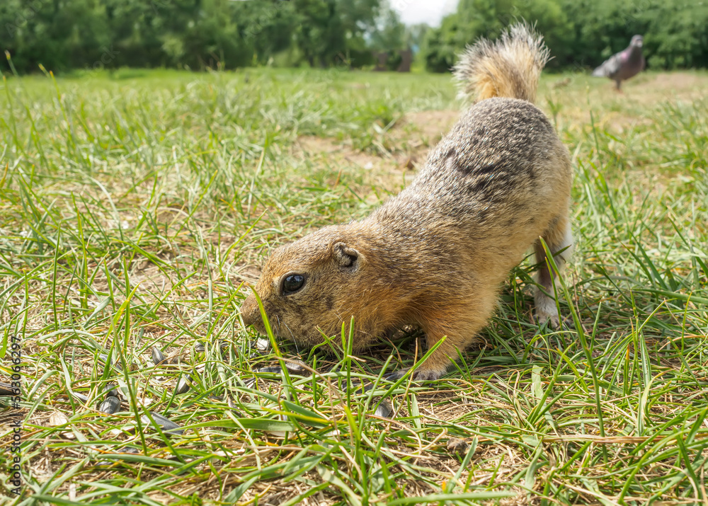 A gopher is eating sunflower seeds eats with its tail up in a grassy meadow. Selective focus.