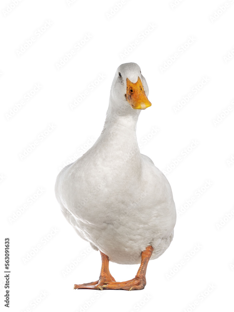 Healthy white adult Peking duck, standing facing front. Looking towards camera, isolated cutout on t