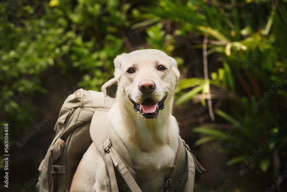 Happy dog wearing travel backpack. Funny labrador retriever enjoying trip in nature..