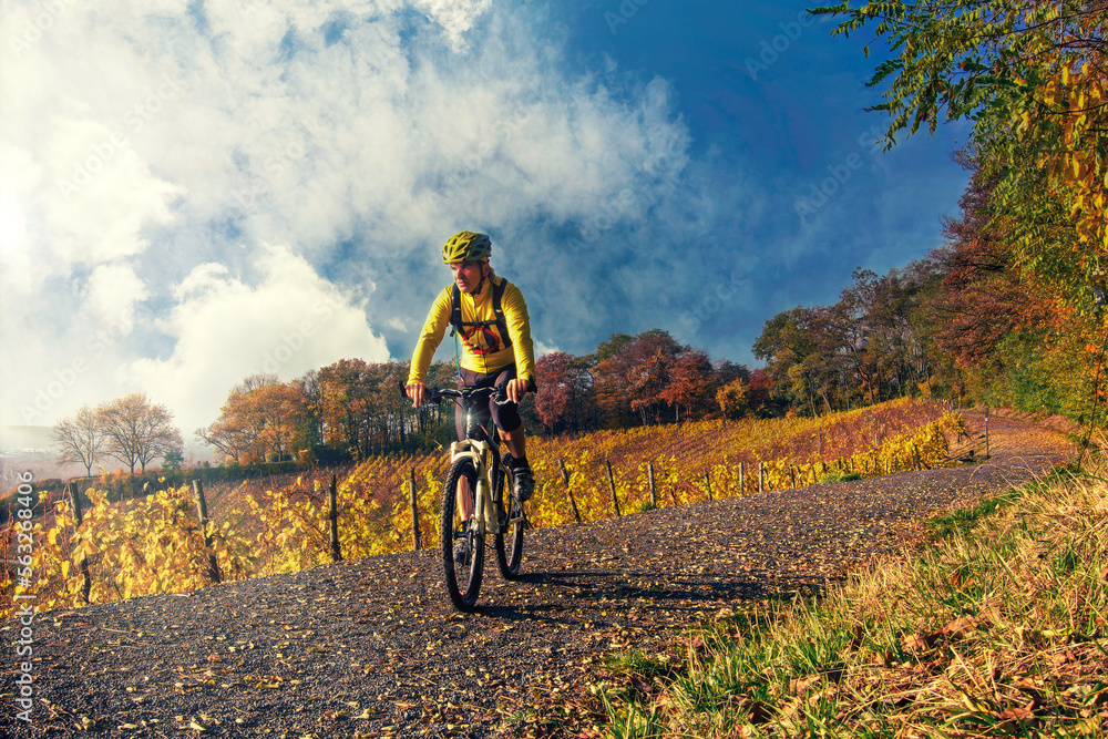 Herbst im Siebengebirge: Radfahrer zieht mit seinem Mountainbike durch die Weinberge