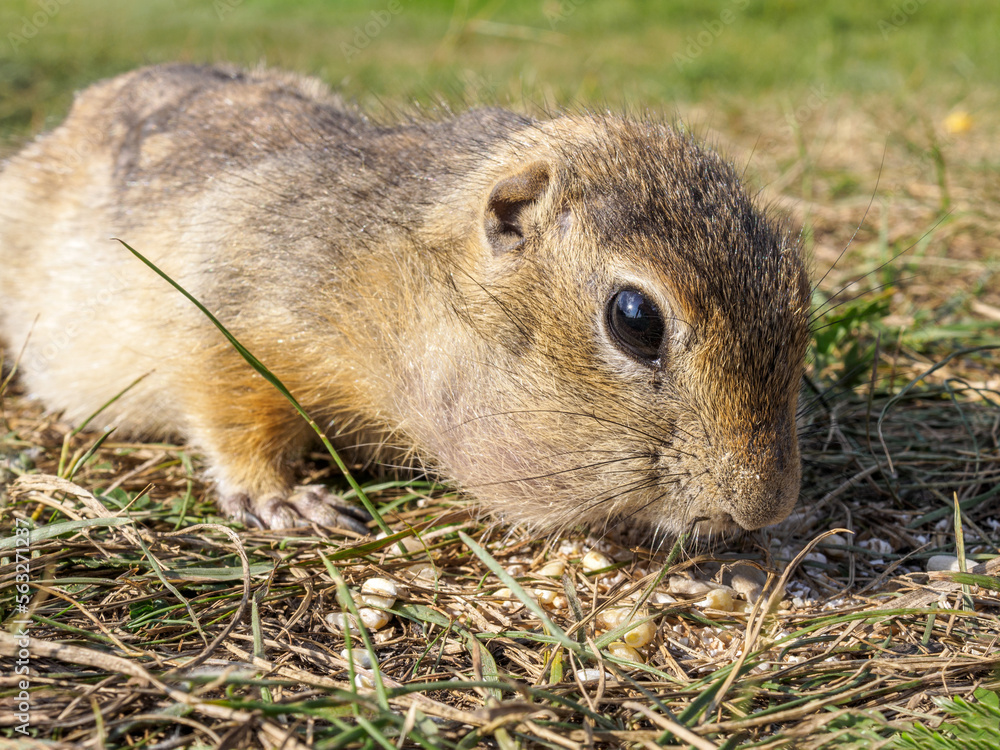 A gopher is eating sunflower seeds in a grassy meadow. Close-up.