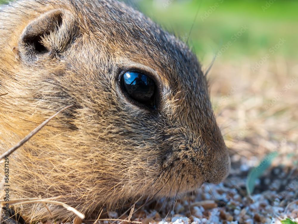 Gopher on the grassy lawn is looking at the camera. Close-up