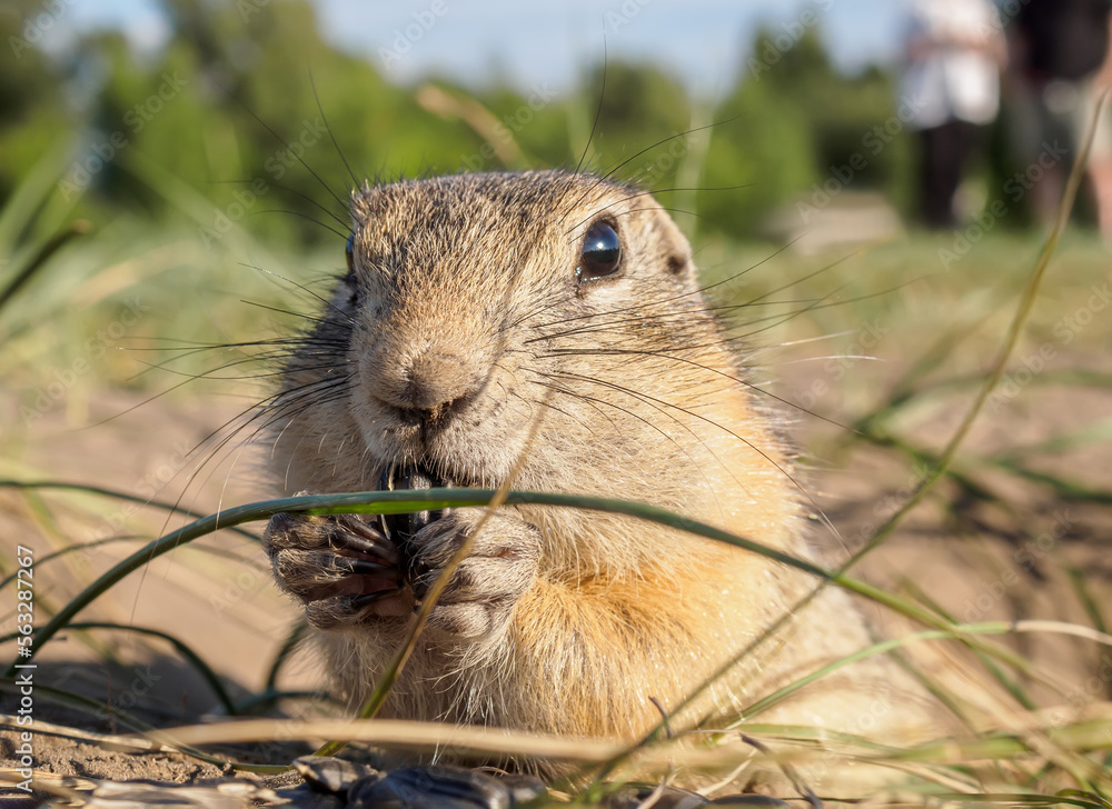 A gopher is eating sunflower seeds in a grassy meadow. Close-up.