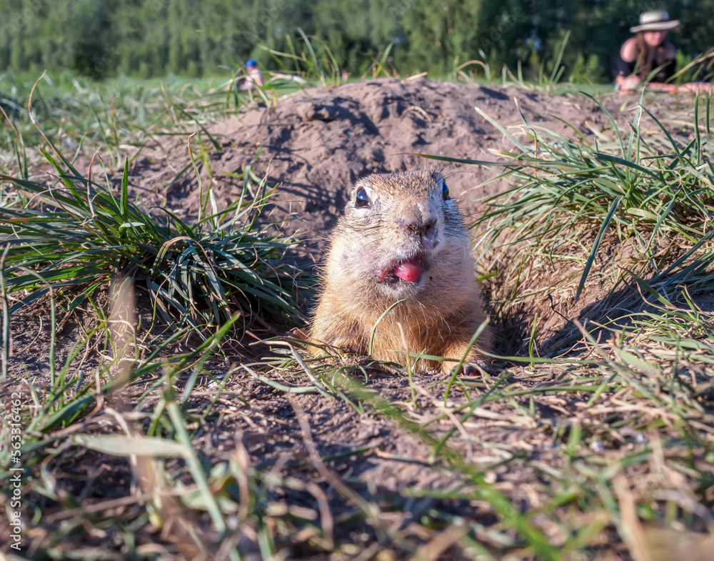 The gopher peeked out of its hole, opening its mouth and sticking out its tongue.