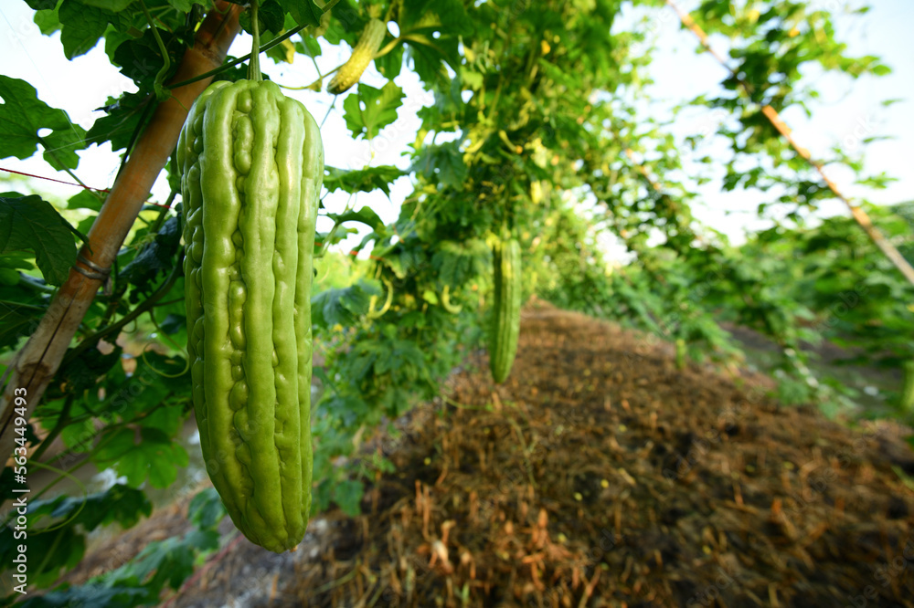 关闭种植园里的苦瓜或苦瓜。