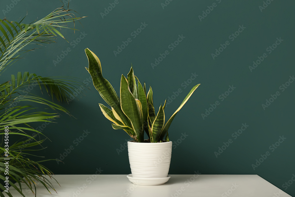 Snake plant in pot on table near green wall