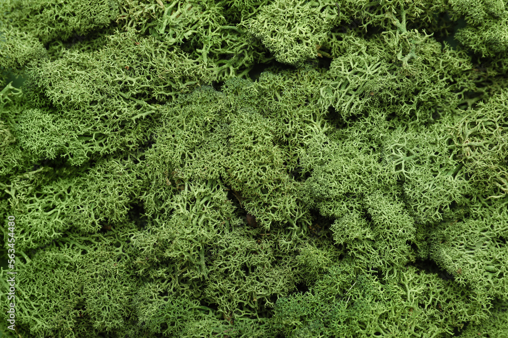 Green moss as background, closeup