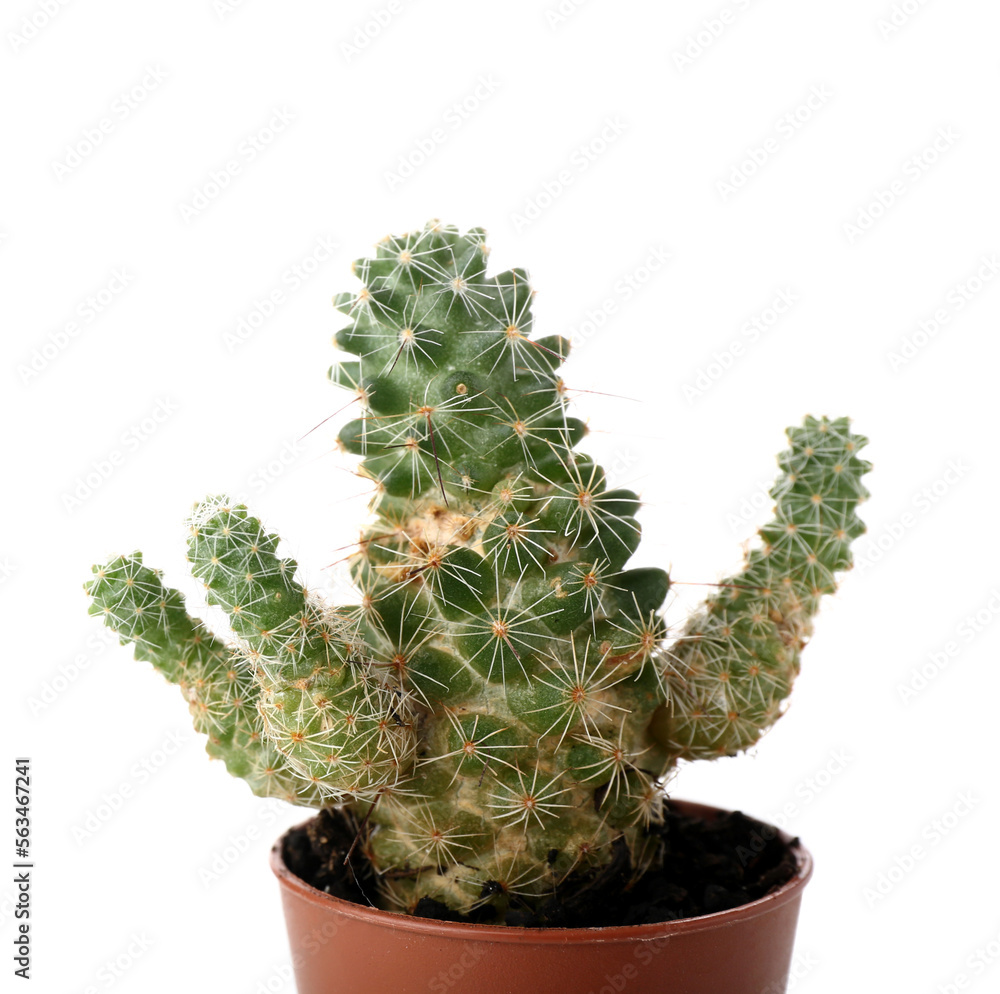 Small cactus in pot on white background, closeup