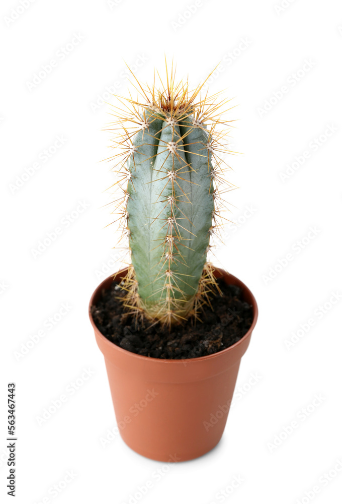 Small cactus in pot on white background