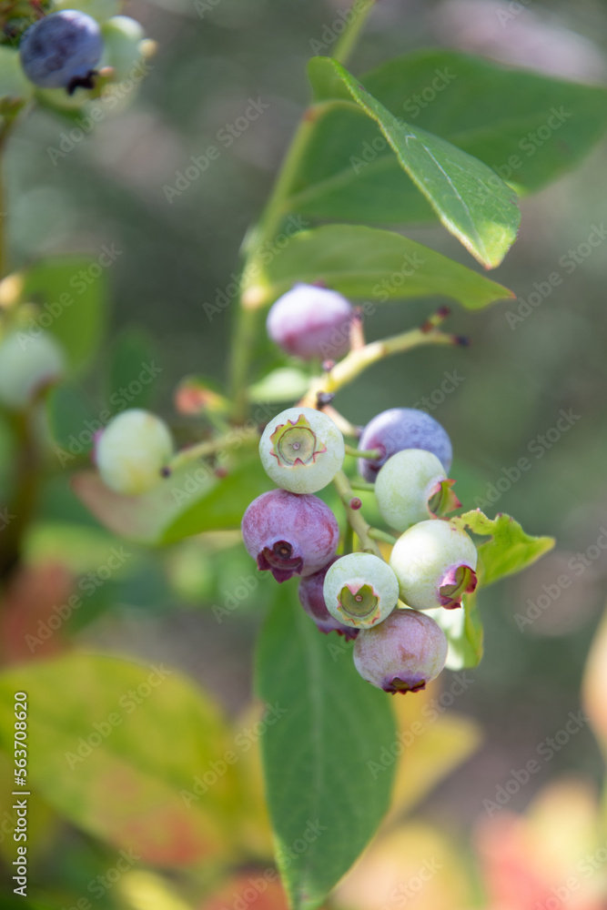 树枝上五颜六色的未成熟的绿色、蓝色、紫色蓝莓，夏收