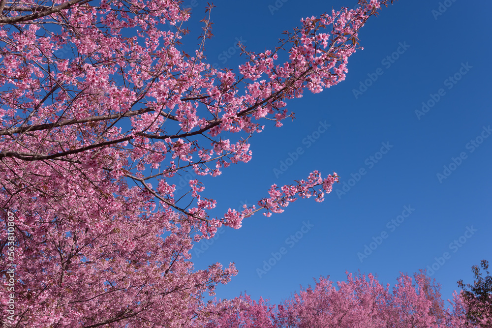 Wild Himalayan cherry or it is called cherry blossom of Thailand with blue sky background.