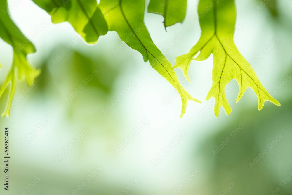 蕨类植物叶子的特写细节。热带雨林中的蕨类植物叶子。