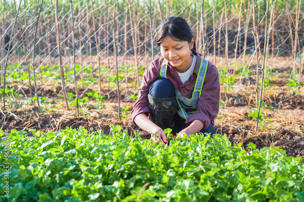 women picking vegetables in garden