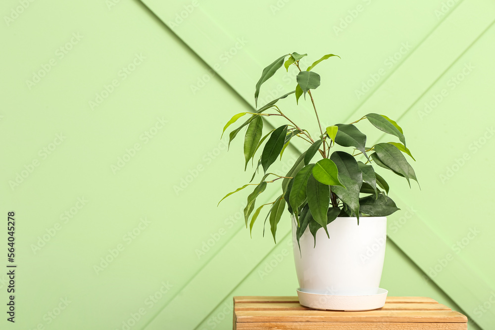 Ficus benjamina on wooden box near green wall