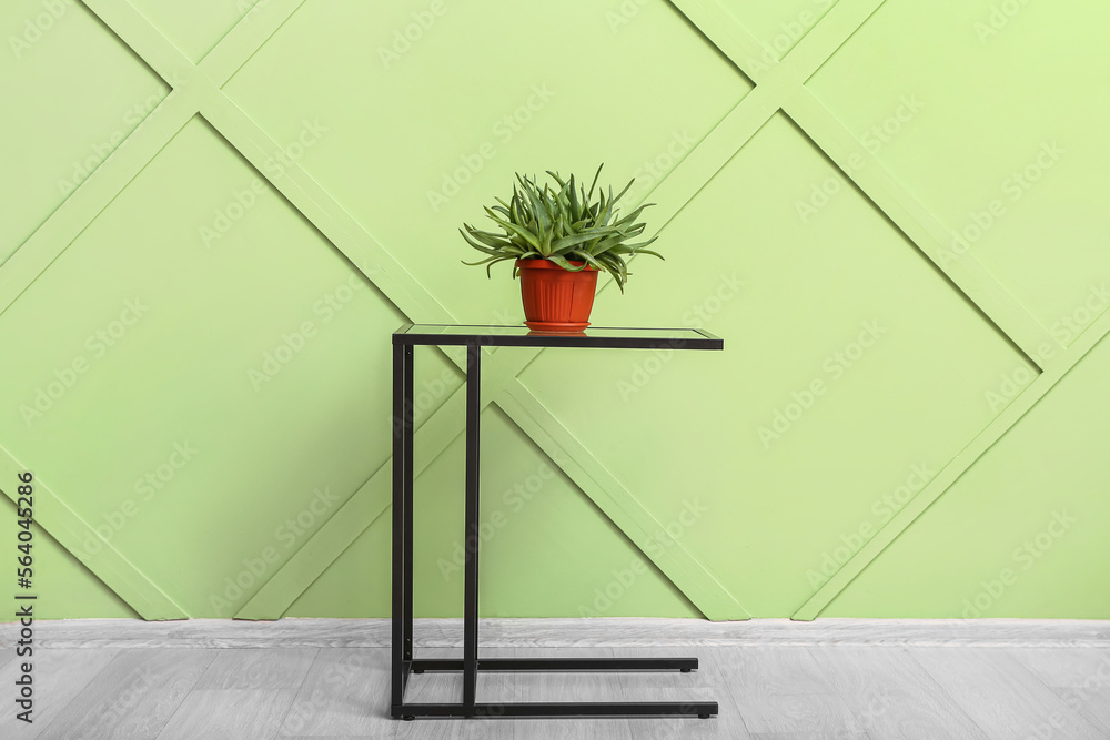 Potted aloe vera on table near green wall