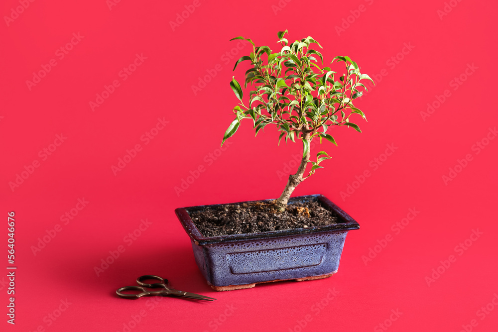 Bonsai tree and scissors on red background