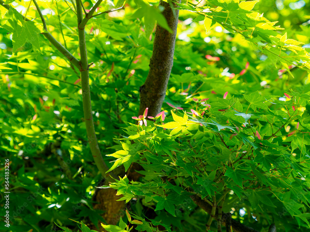 花が咲いた青紅葉