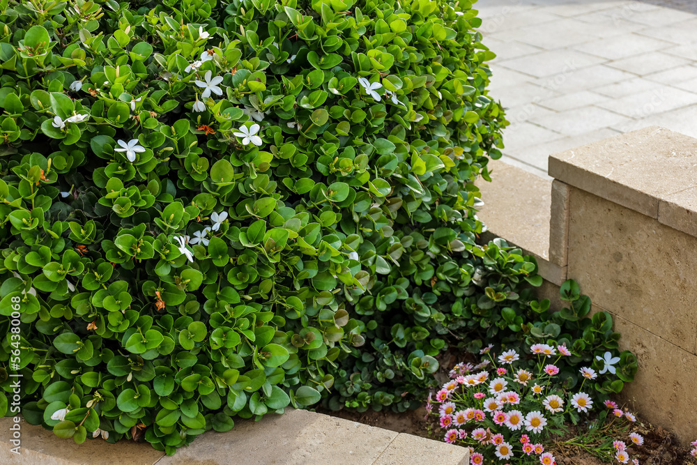 View of beautiful shrub with flowers on street