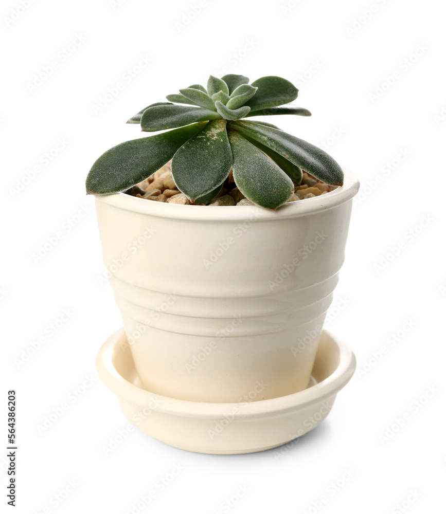 Succulent plant in pot on white background