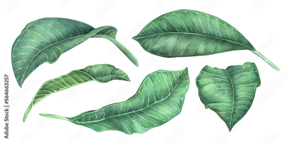 Set of green plumeria leaves. Watercolor illustration. Isolated on a white background. For the desig