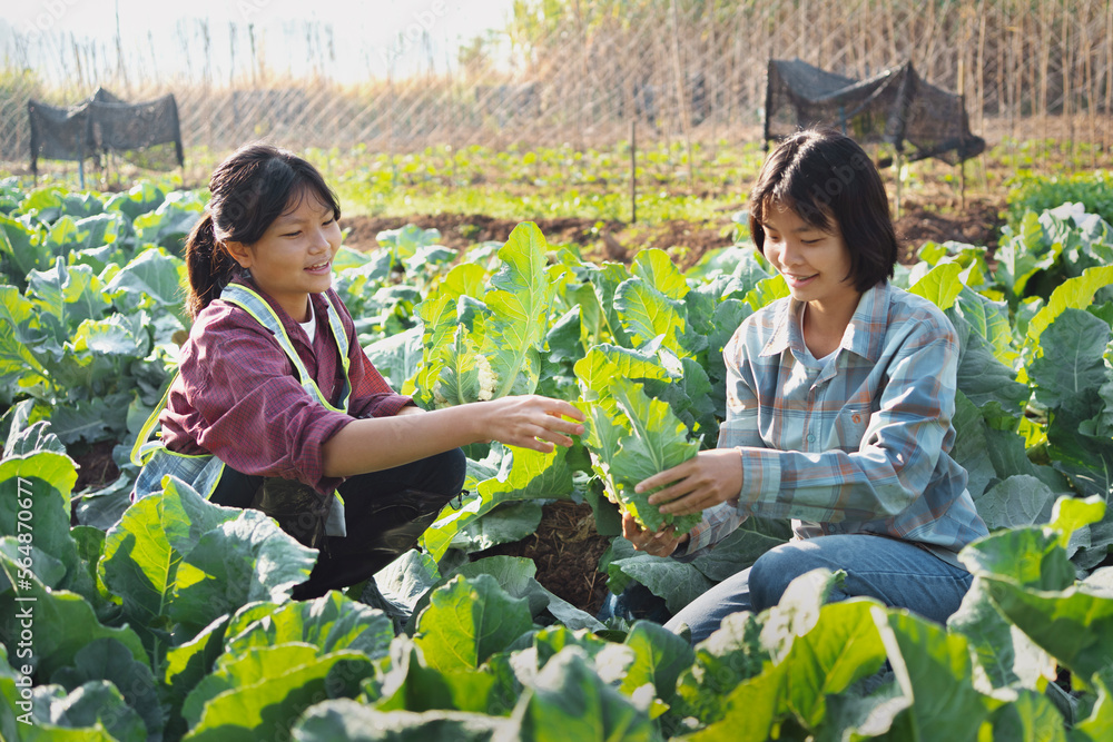 两个女人在花园里摘蔬菜