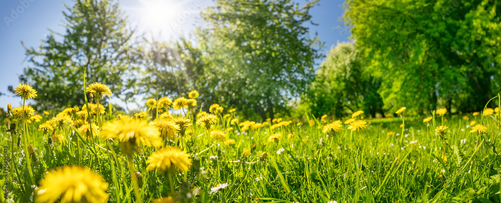 Meadow of blossoming dandelions in natural park.