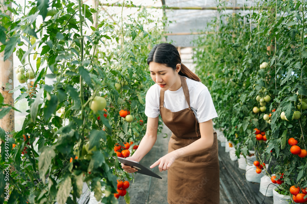 farmer woman watching organic tomatoes using digital tablet in greenhouse, Farmers working