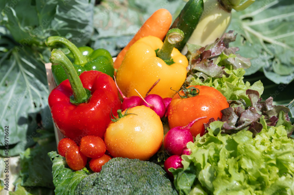 Wooden crate filled with fresh organic vegetables .