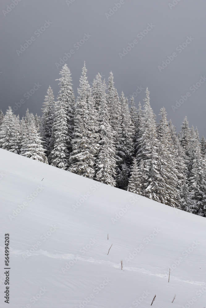 白雪覆盖的斜坡，背景是白雪覆盖的树木。冬季景观