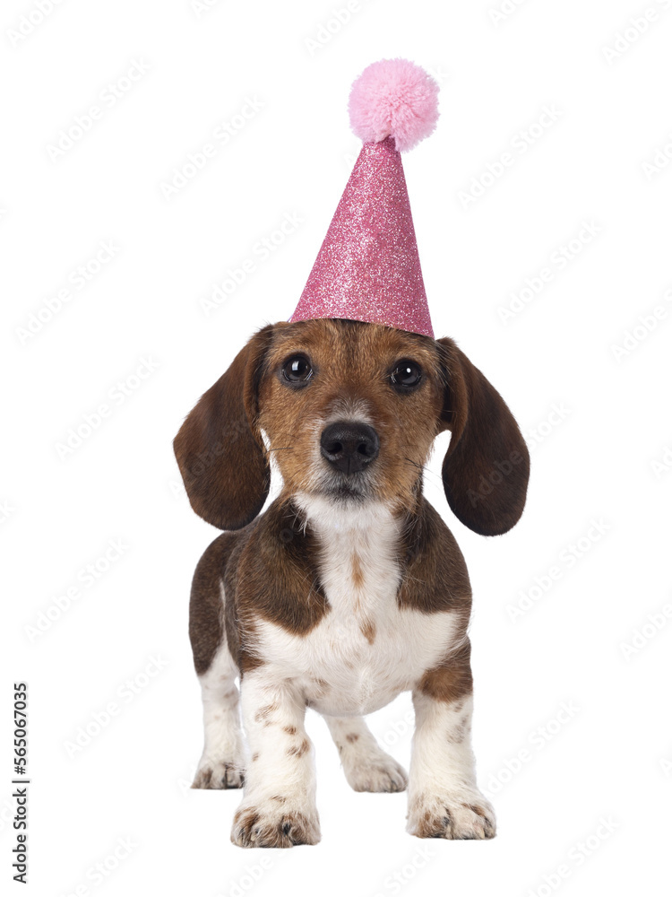 Adorable piebald Dachshund aka Teckel pup, standing facing front wearing a pink party hat on head. L