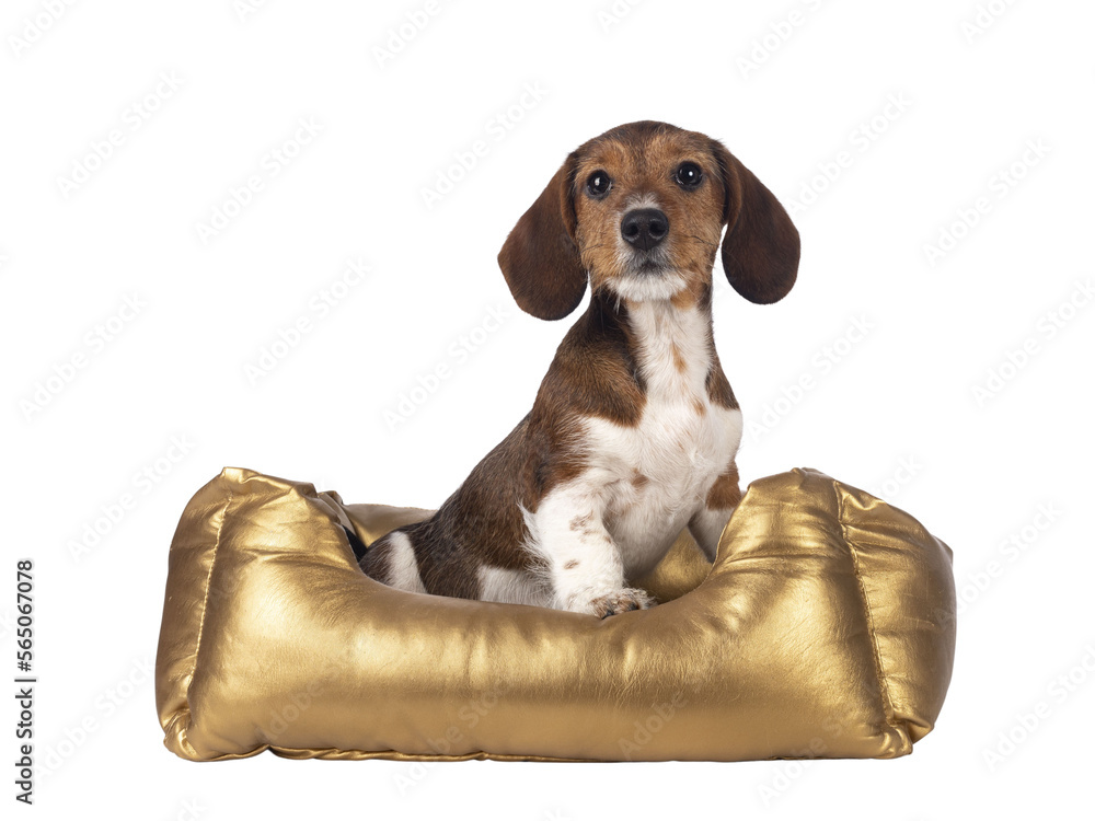 Adorable piebald Dachshund aka Teckel pup, sitting in a golden basket. Looking towards camera . Isol