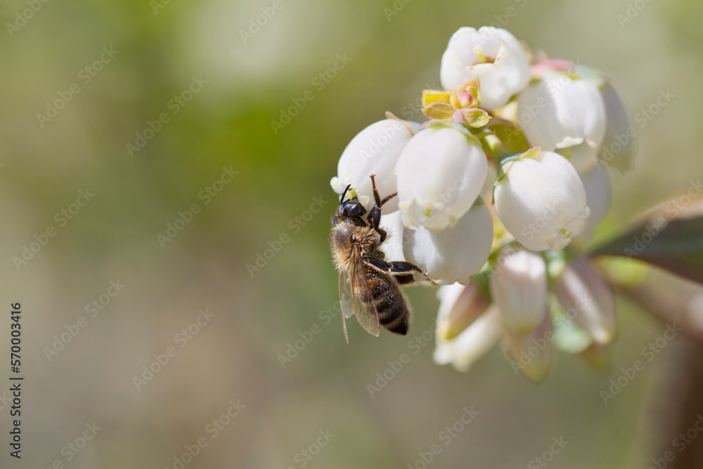 Honey bee polinating blueberry flowers.