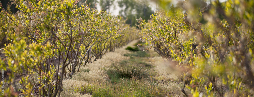 Blueberry blossom , fruit plantation - vaccinium corymbosum.