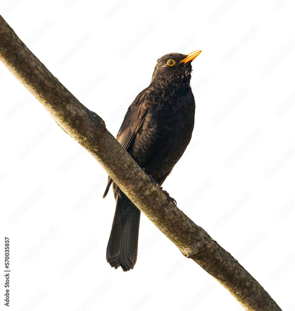 Thrush sits on a branch on a transparent background