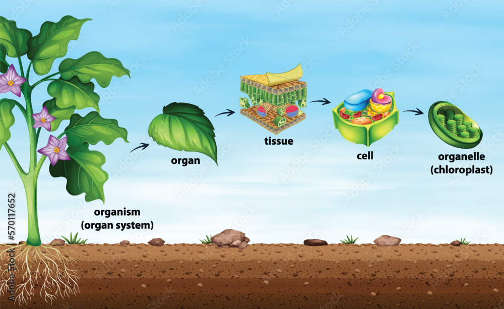 Cell organisation in plants