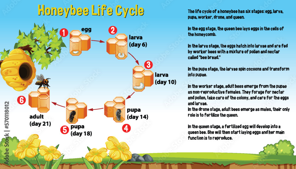 Honeybee life cycle diagram with explanation