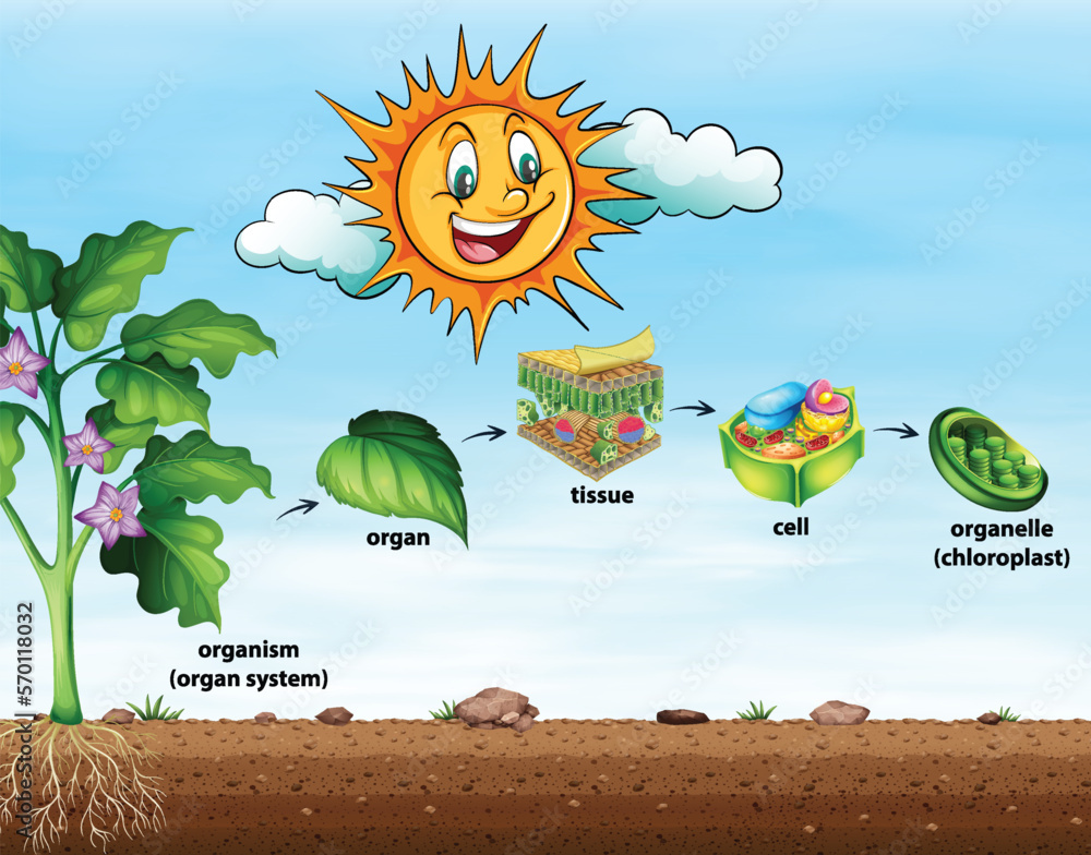 Cell organisation in plants