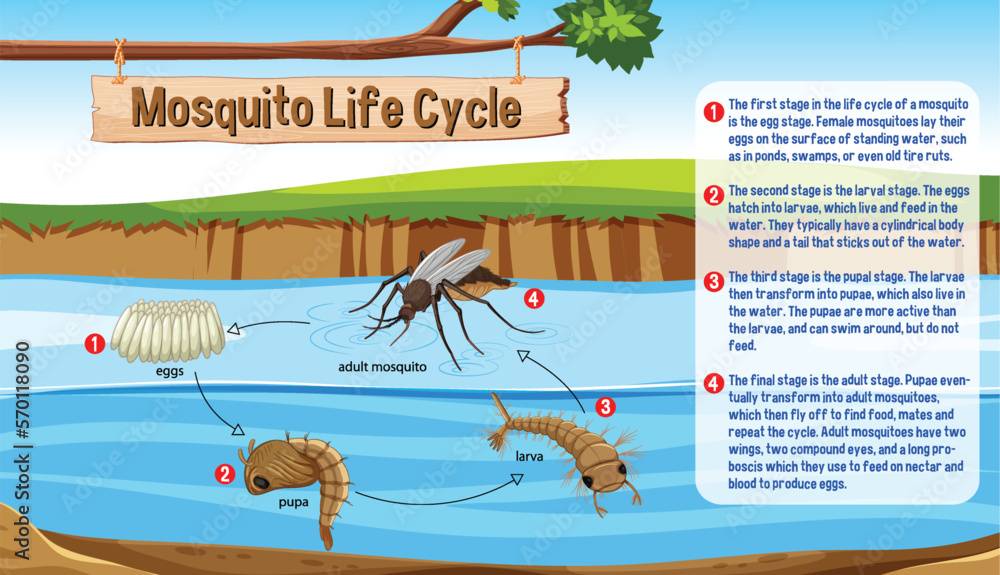 Mosquito Life Cycle Infographic